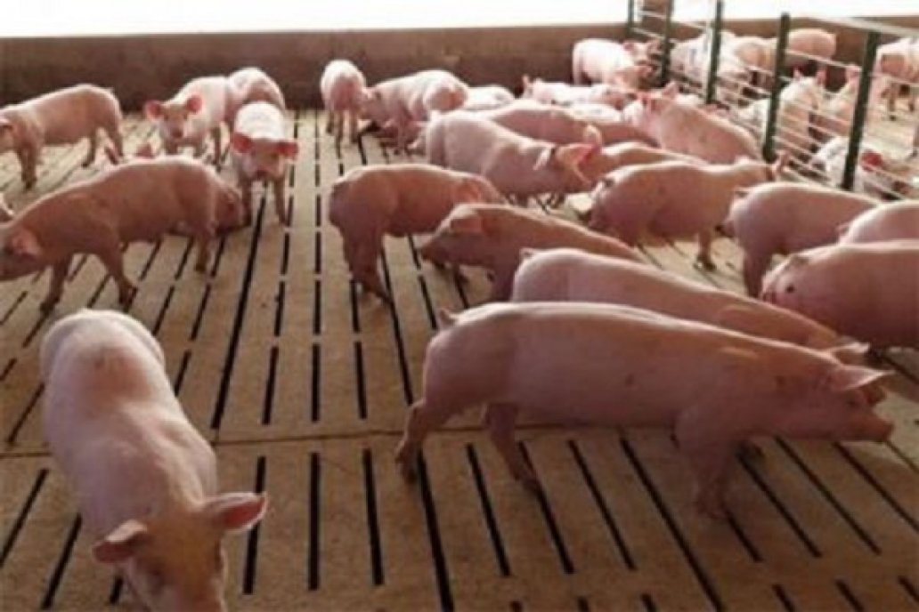 Para Juan Uccelli: Los márgenes del negocio porcino invitan a la inversión