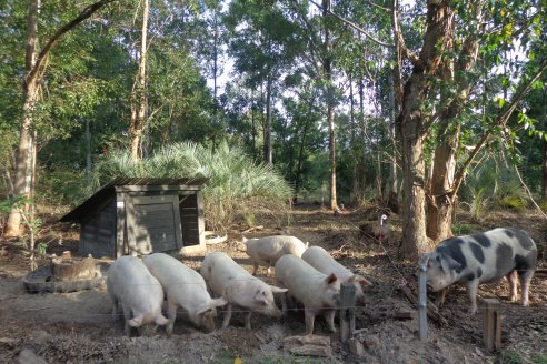 Producción de cerdos: Una propuesta para los más chicos