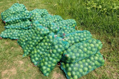 La Policía decomisó una carga de 300 kilos de limones tipo Eureka