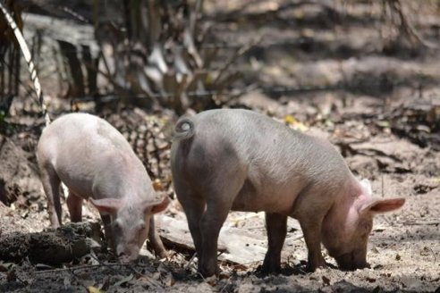 La meta es producir a campo hasta 16 lechones por año