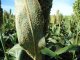 La falta de agua multiplicó los ataques de pulgón amarillo en los cultivos de sorgo entrerriano