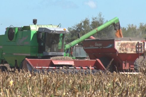 El maíz tardío entrerriano rindió 4.600 kilos por hectárea y todavía faltan algunos lotes por cosechar
