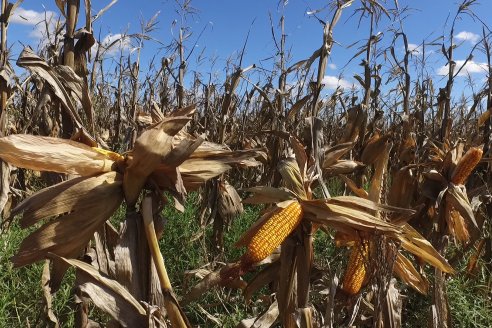 Sustentabilidad y precio son los fundamentos del maíz