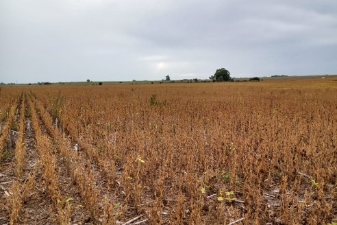 Productores esperan la emergencia agropecuaria para el sur entrerriano