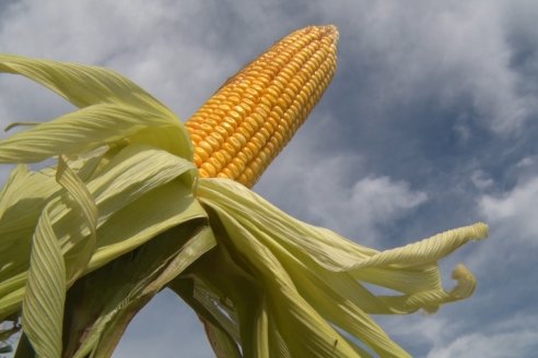 Como "embocarla" con el maíz tardío