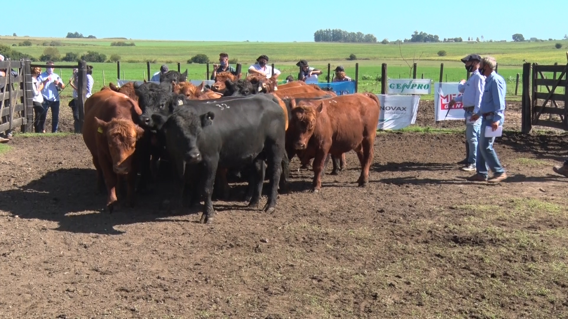 La Expo Nacional Angus De Primavera Ya Tiene Fecha Actualidad Campo