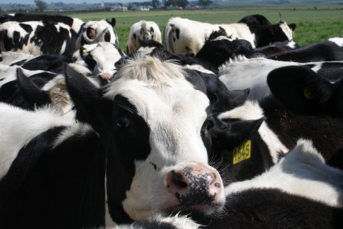 Brasil confirmó dos casos de vaca loca y dejó de vender a China