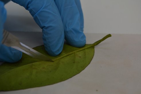Usan biotecnología para la detección precoz del HLB
