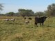Los bosques del Espinal, analizados desde una perspectiva social