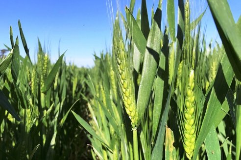 Cultivares de trigo que compiten contra malezas resistentes