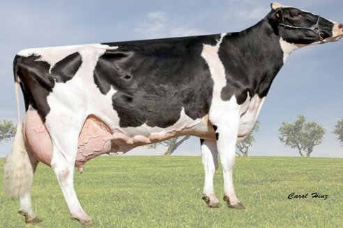 Radiografía de Rhoelandt Leda, la vaca más productiva de la región