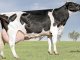 Radiografía de Rhoelandt Leda, la vaca más productiva de la región