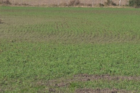 Recorrida por pasturas en campos de Rincón del Nogoyá - Alfalfa Pura y Pasturas Consociadas - Agrofé Campo y Gentos