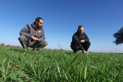 En Victoria, la ganadería avanza a fuerza de pasturas consociadas