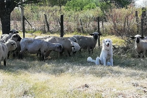 En Irazusta su perro no regresó al corral con las ovejas y lo encontró haciendo algo sorprendente