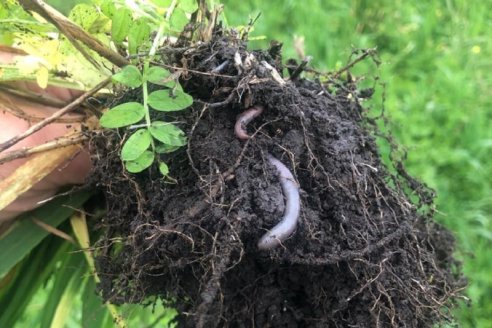 Para INTA, es posible ganar buena plata con la agroecología