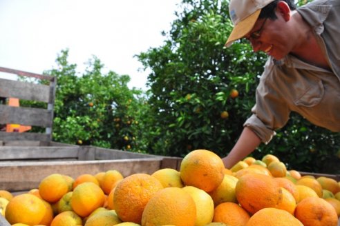 Se concretó la venta de 12.500 toneladas de citrus a Europa