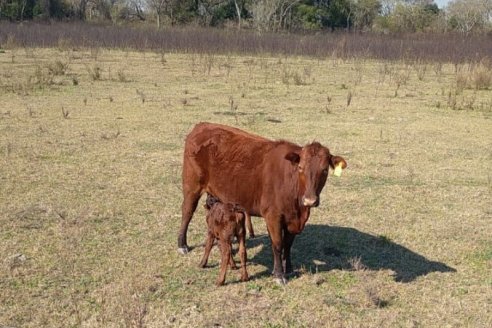 Para Senasa, la Argentina está sin riesgo de padecer casos de vaca loca