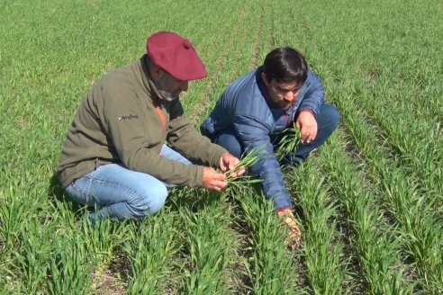 Los rendimientos en trigo estarán limitados por el déficit hídrico