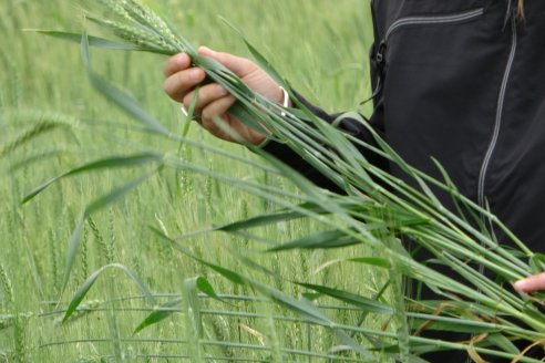 Enrique Alberione: Cómo controlar enfermedades resistentes en trigo y cebada