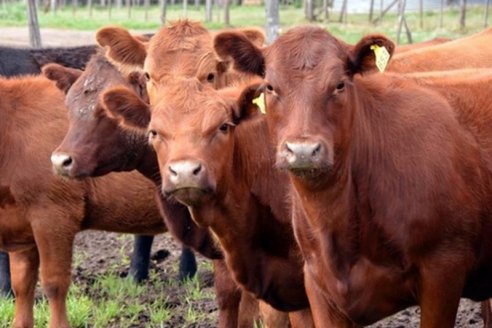 La exportación de carne cae por menos compras desde China