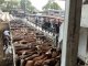 Agosto cerró con valores destacados en las vacas conservas