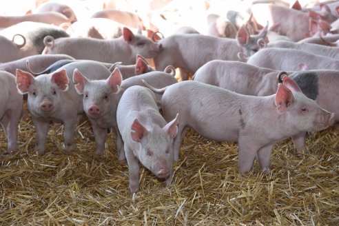 Prevenir triquinosis es cuidar la salud de las personas y los cerdos
