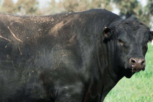 Récord: ¡Vendieron un toro Angus negro en 4.850.000 pesos!
