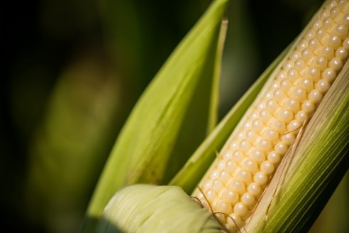 Verdesian potencia tu fertilizante nitrogenado