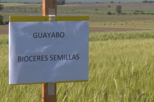 Ensayo Comparativo de Trigo Granero SRL en Campo La Querencia - Departamento Victoria