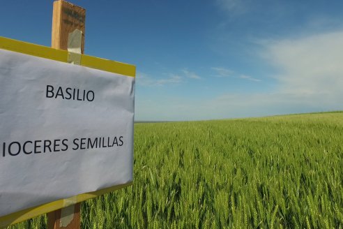 Ensayo Comparativo de Trigo Granero SRL en Campo La Querencia - Departamento Victoria
