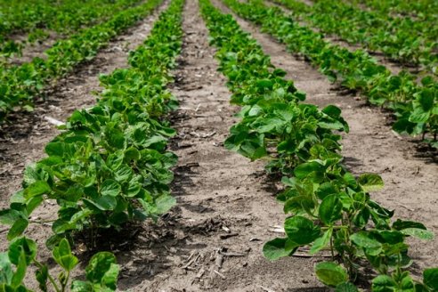 Encuesta reveló que el 80% de los sojeros aplica mal los fertilizantes
