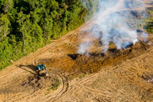 Compromiso para revertir la deforestación en una década