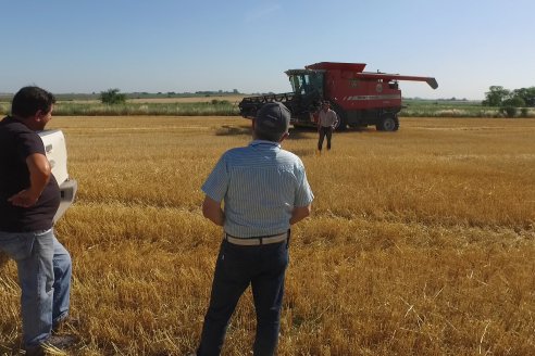 En Hinojal, Luis Kerps trilla 6.000 kilos de trigo por hectárea