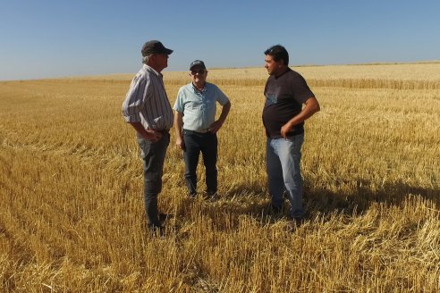 En Hinojal, Luis Kerps trilla 6.000 kilos de trigo por hectárea