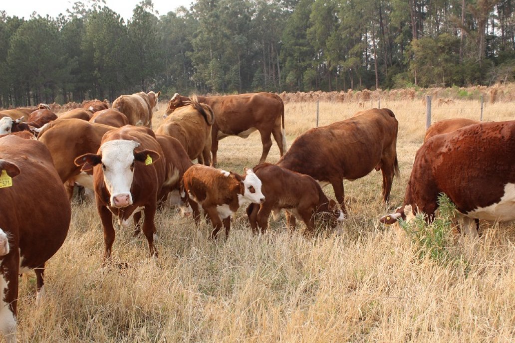 Con animales criados en el Mercosur se abastece la demanda china de carne.