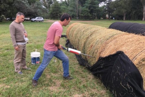 Fardos de alfalfa: ¿Cómo conservar sus nutrientes?