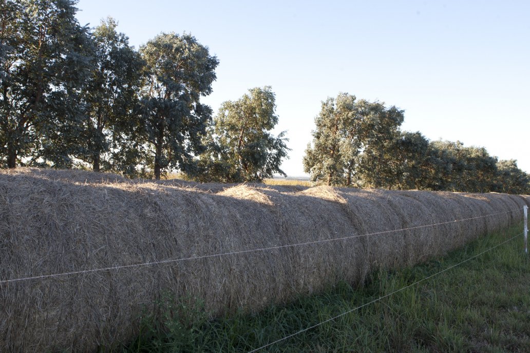 Santiago del Estero siembra entre 30 y 35 mil hectáreas de Alfalfa