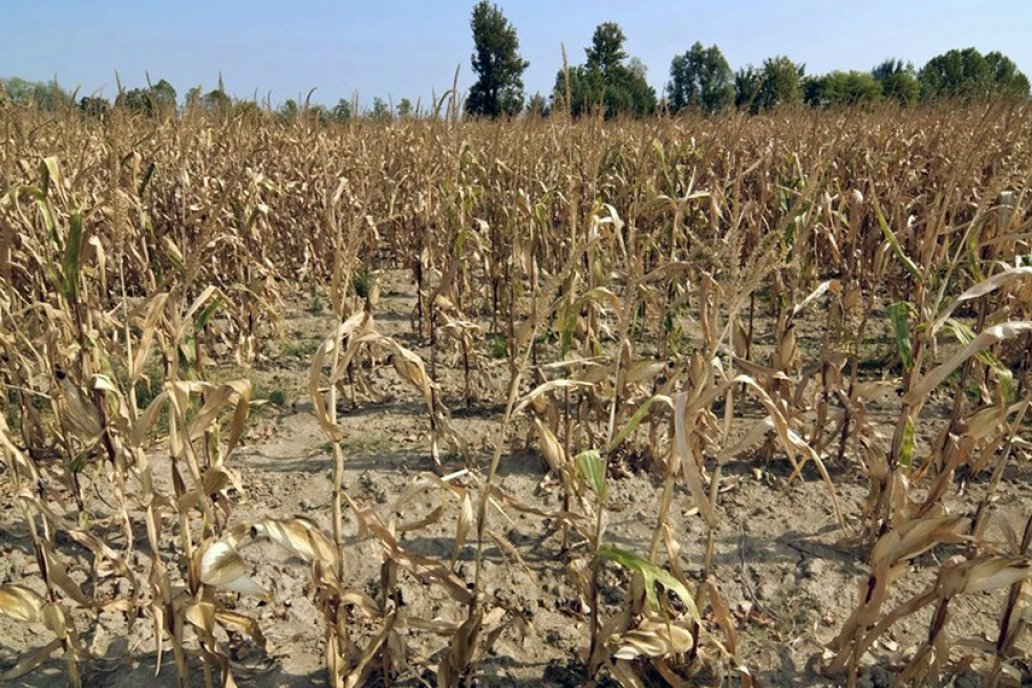 El maíz de primera es el cultivo más afectado. Son unas 400.000 hectáreas.