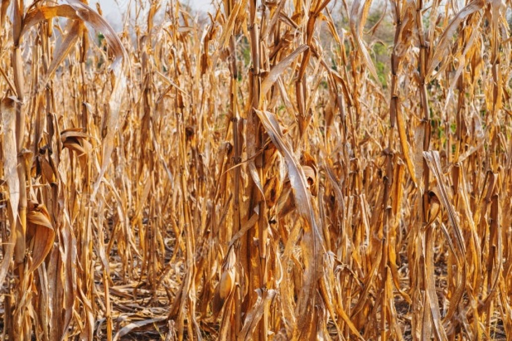 Este año se sembró más, pero habrá menos maíz: el rinde cae 10 quintales