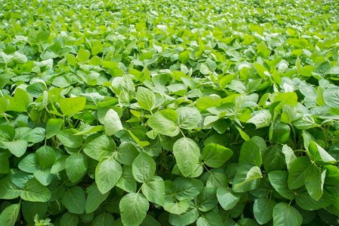 Howler, el producto biológico que incrementa las defensas y el rinde del cultivo de soja.
