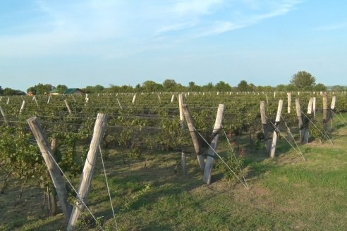 Viñedo Los Aromitos - Colonia Ensayo - Vendimia de uvas Chardonnais