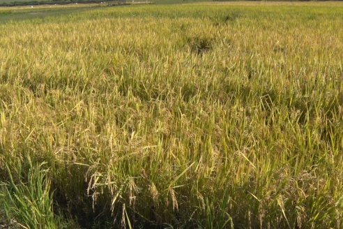 Ensayos experimentales de productividad y eficiencia en el cultivo de arroz de Stoller en INTA C.del Uruguay