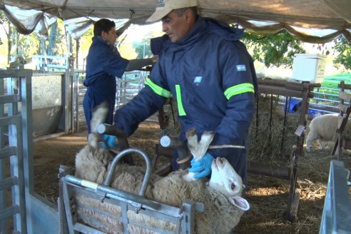 Modulo Ovino INTA Paraná - Proyecto Investigación:  Resistencia Natural de los Parasitos Intestinales en Ovinos