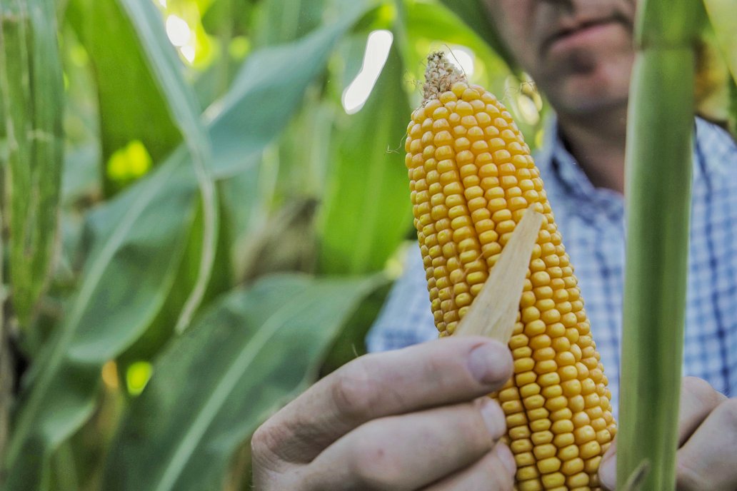 El 11% de las exportaciones argentinas son granos de maíz, sin industrializar.