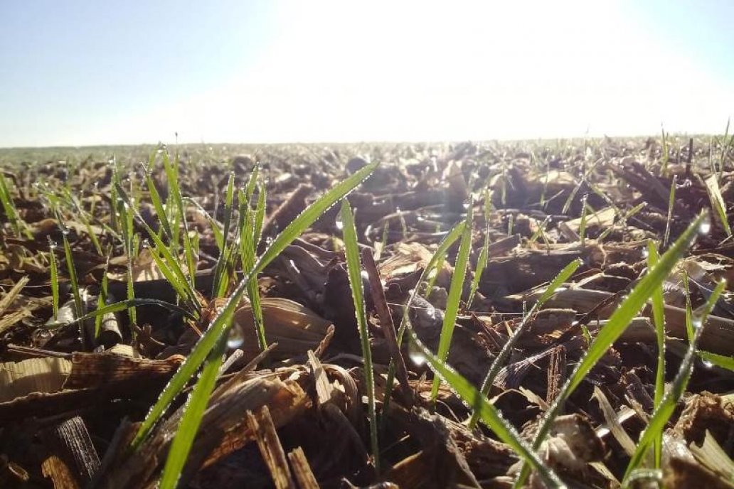 Por lo pronto la humedad ayuda al trigo, pero el pronóstico es de pocas lluvias.