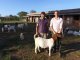 Visita a una cabaña caprina donde trabajan por amor a la raza Boer