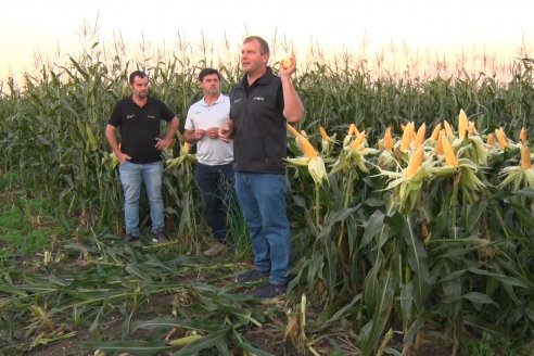 Jornada Técnica Comercial en Colonia Refino - LYDER Agro y AGSeed - Fertilización en el cultivo de maíz