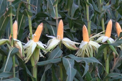 Jornada Técnica Comercial en Colonia Refino - LYDER Agro y AGSeed - Fertilización en el cultivo de maíz