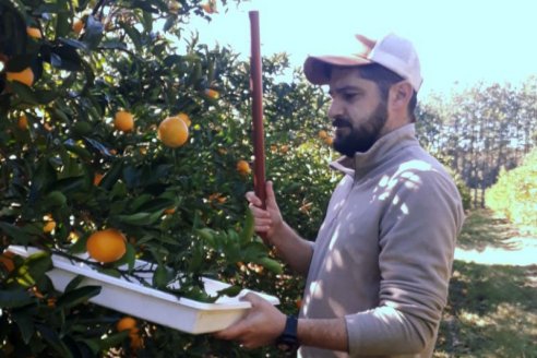 Citricultores cobran entre 15 y 22 pesos por un kilogramo de naranjas